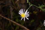 Simmonds' aster